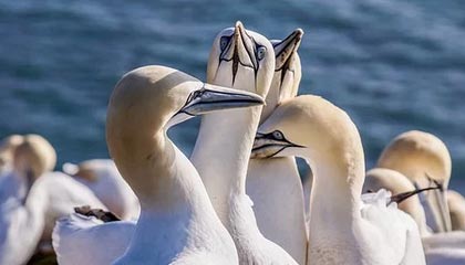 爱游戏app-FPX粉丝见面会圆满举行，fpx赛后粉丝见面会