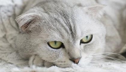 爱游戏app-FPX粉丝见面会圆满举行，fpx赛后粉丝见面会