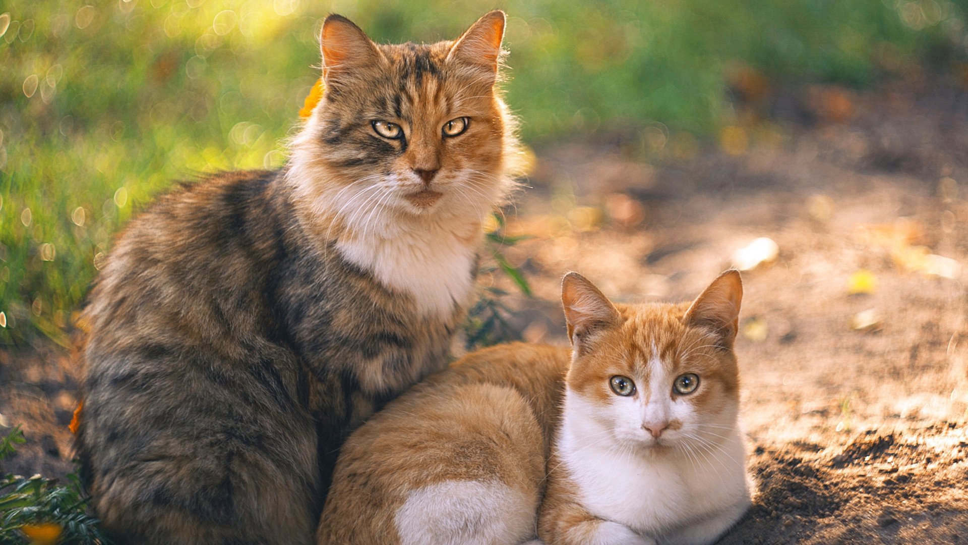 花样滑冰评分标准新增情绪表达维度,花样滑冰评分规则