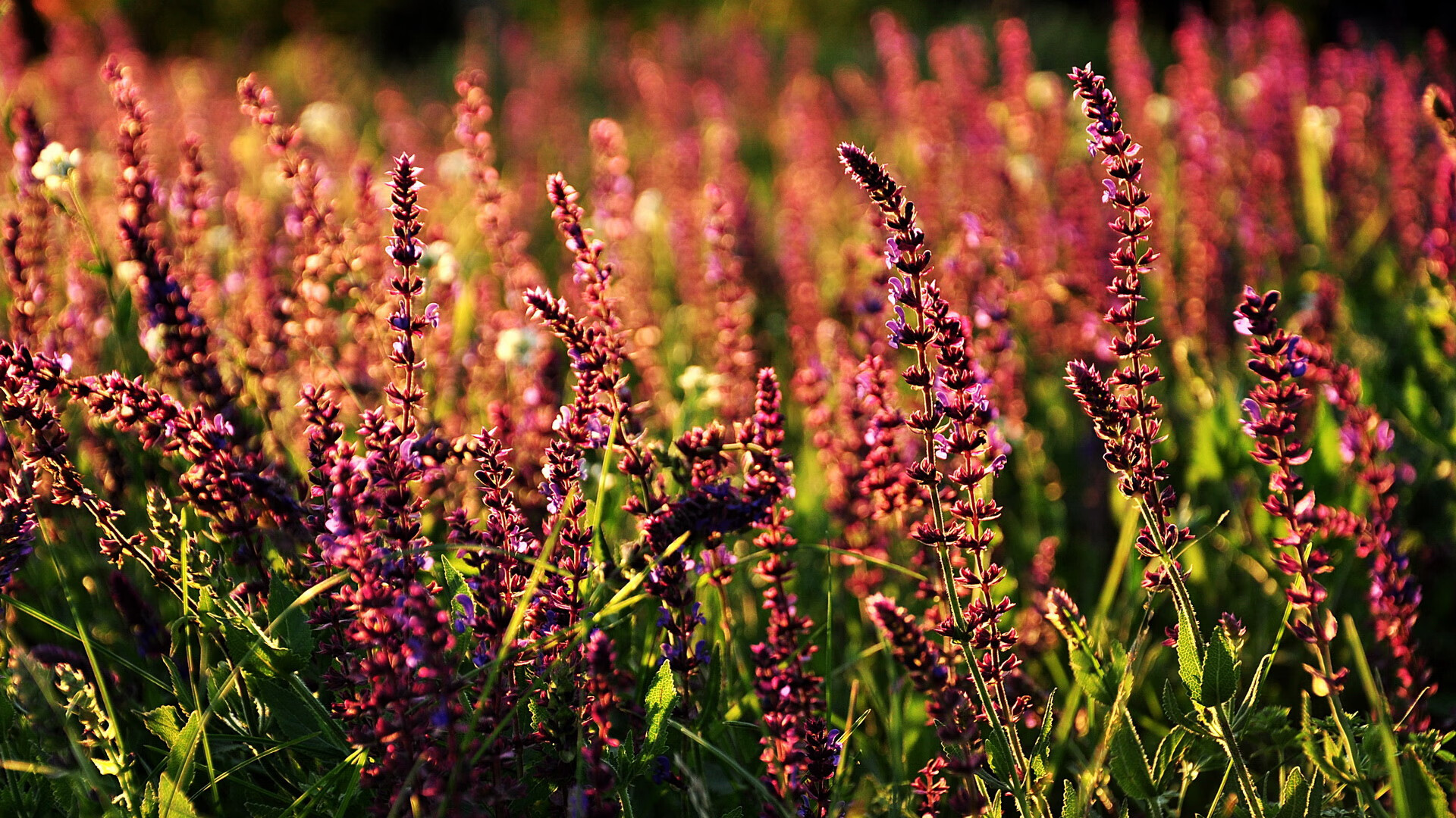 爱游戏官方-特斯·冯·迪克：每次传球都精确到位，南非队进攻效率大大提高，冯 斯特拉客