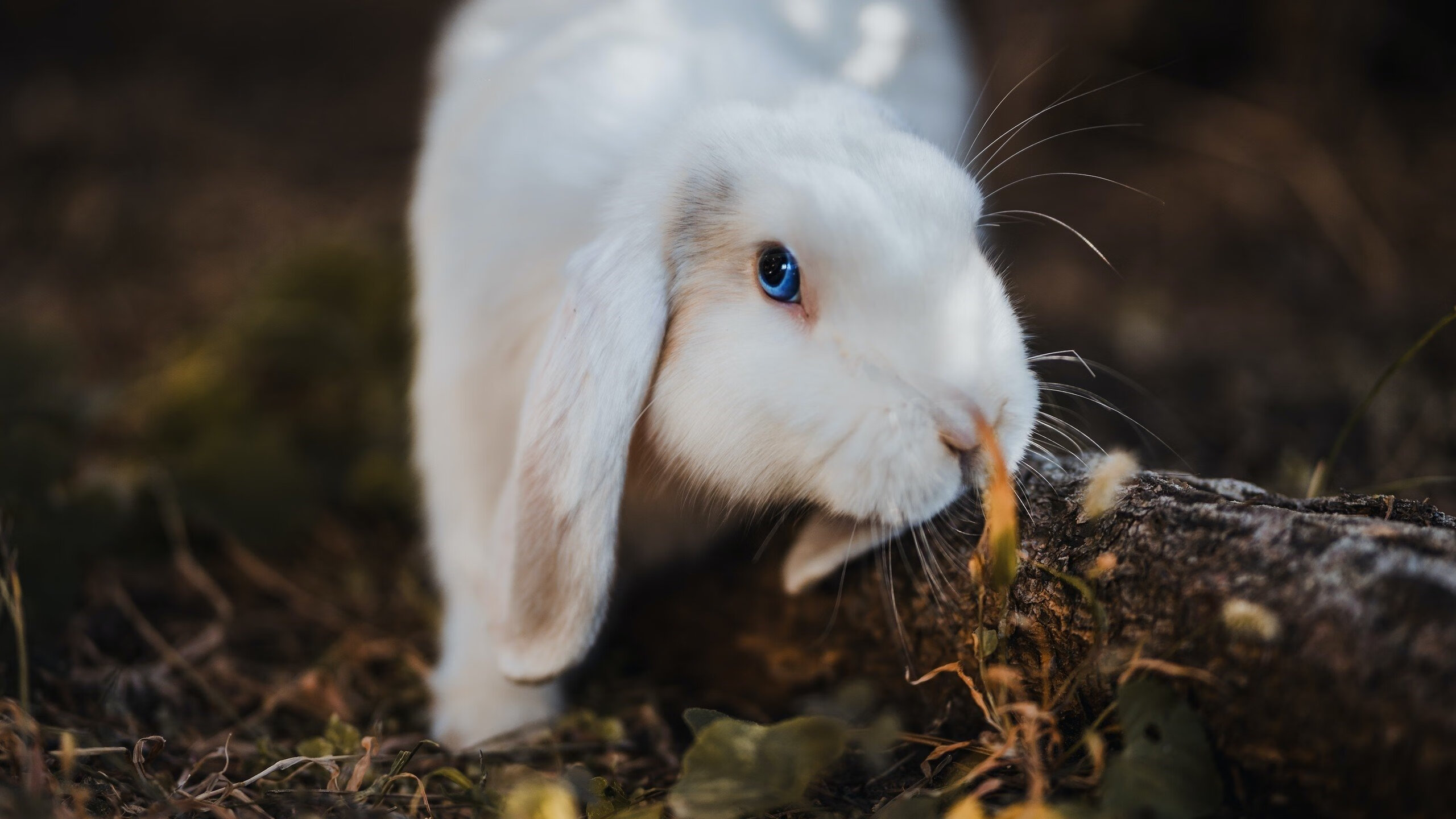 苏格兰橄榄球比赛观众不断增长,全球影响力提升,苏格兰队简介